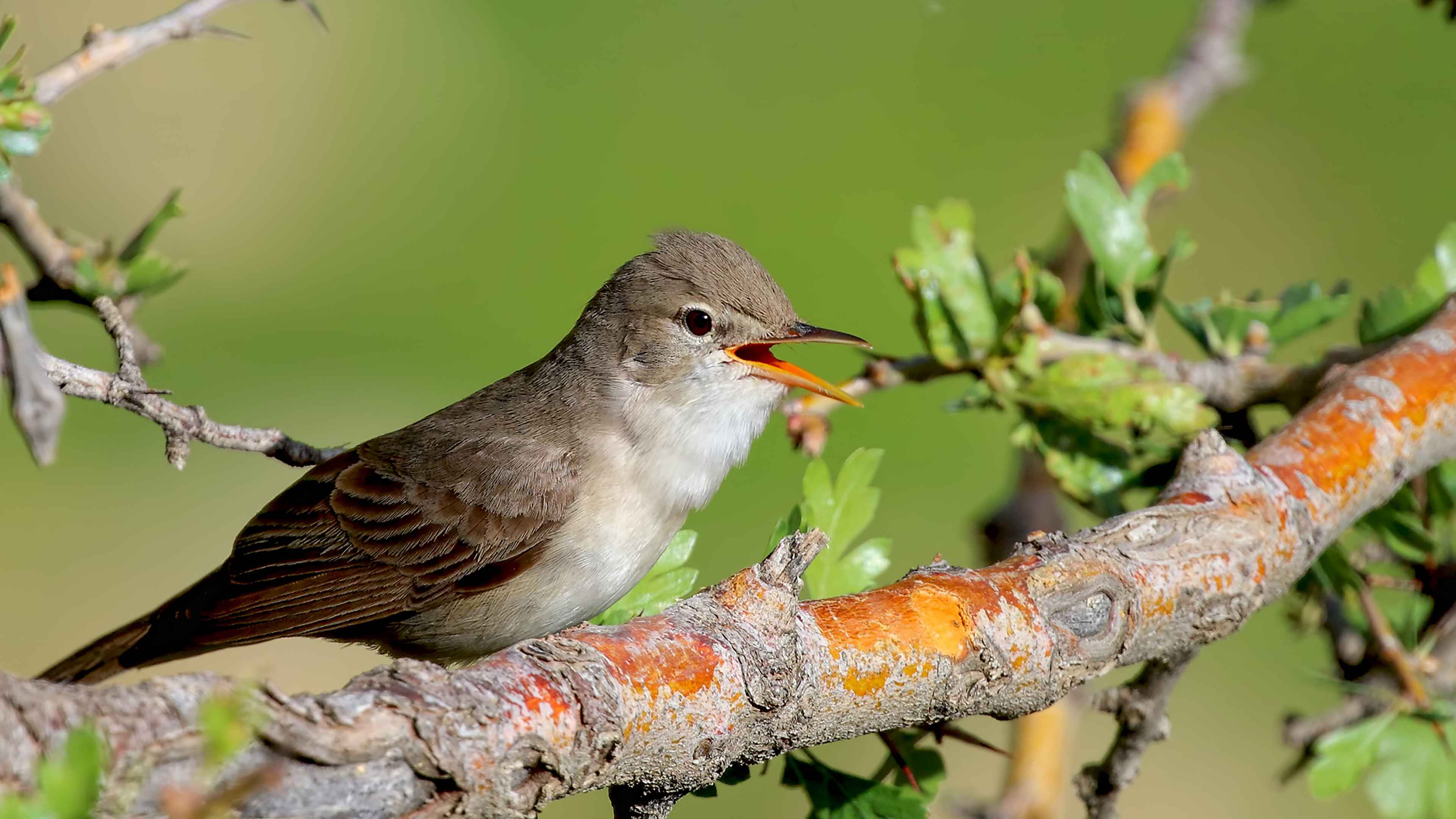 Upcher's Warbler